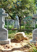Кресты